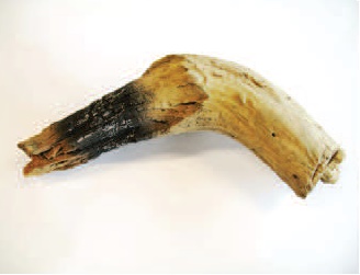 Bûche  03 P0678