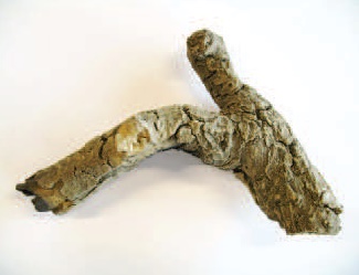 [331357] Bûche 01 P0677